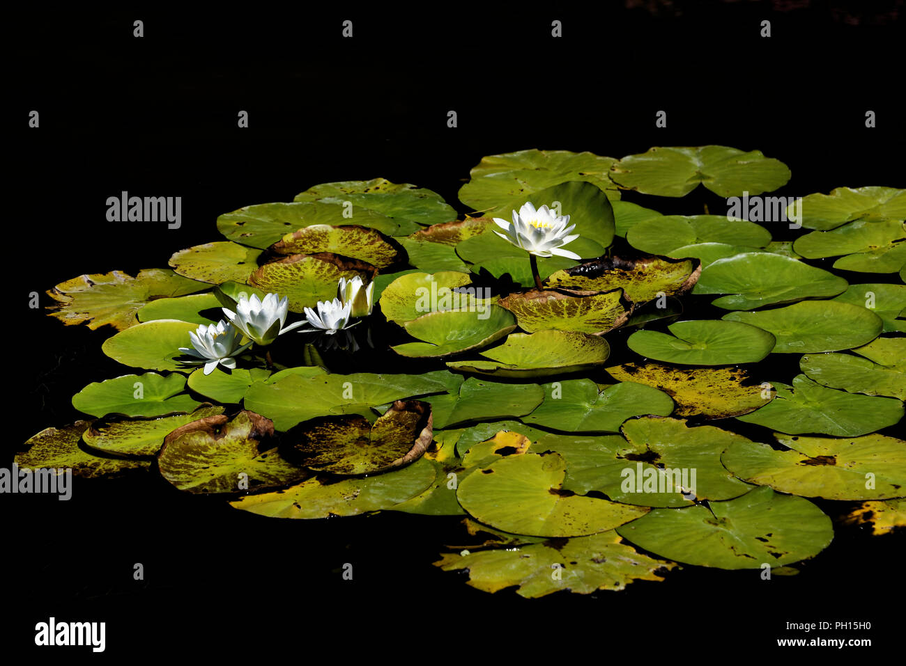 Nymphaea es un género de plantas resistentes y licitación de plantas acuáticas en la familia Nymphaeaceae. Foto de stock