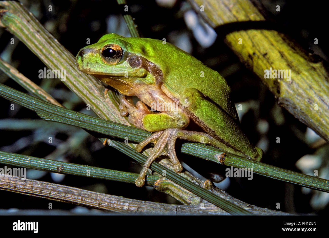 Rana de árbol mediterráneo o Stripeless Tree Frog (Hyla meridionalis). El sur de España. Europa Foto de stock