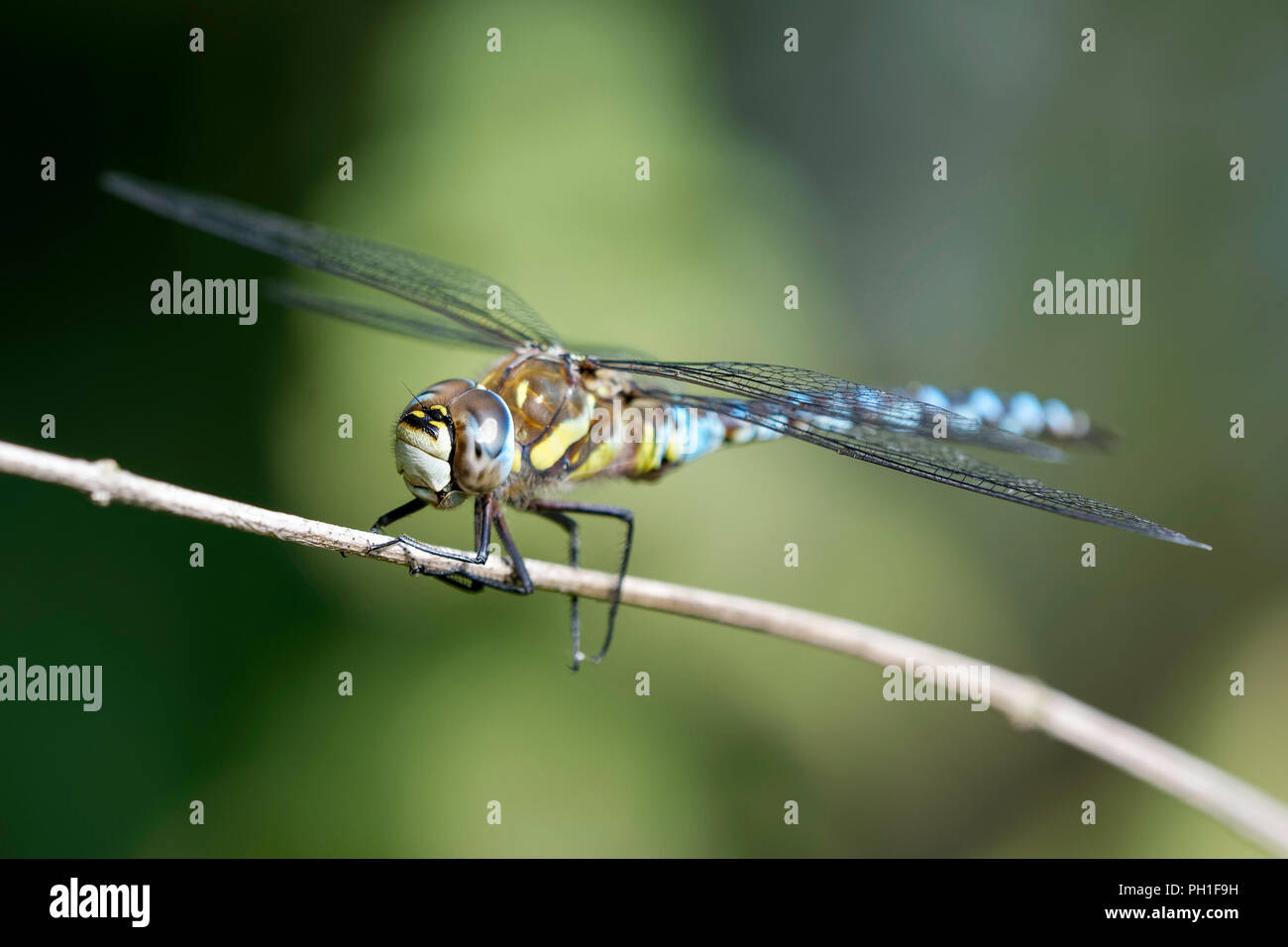 Hawker migrantes dragonfly encaramado sobre una planta de tallo Foto de stock