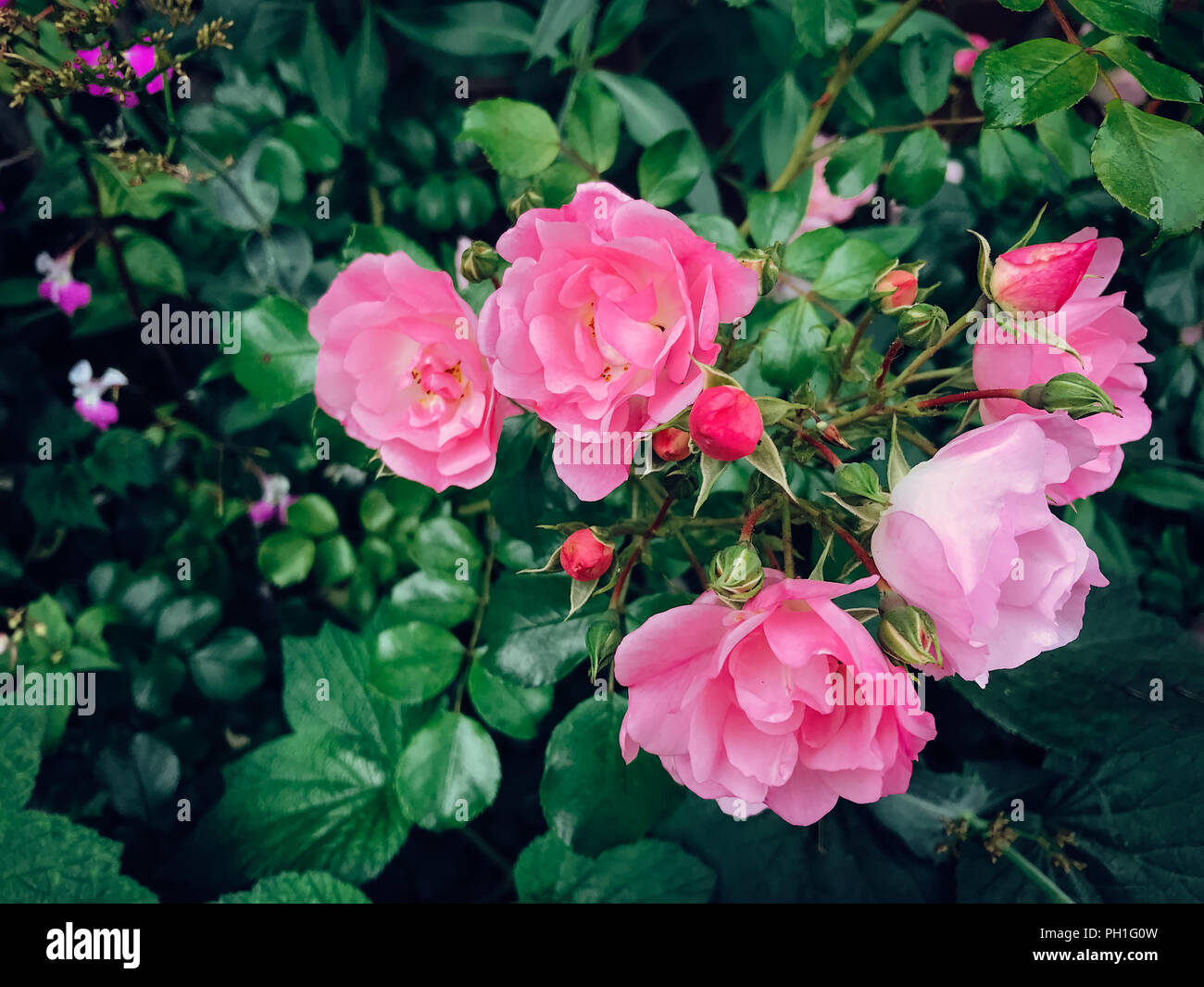 Rosas rosas florecen en un jardín. Foto de stock