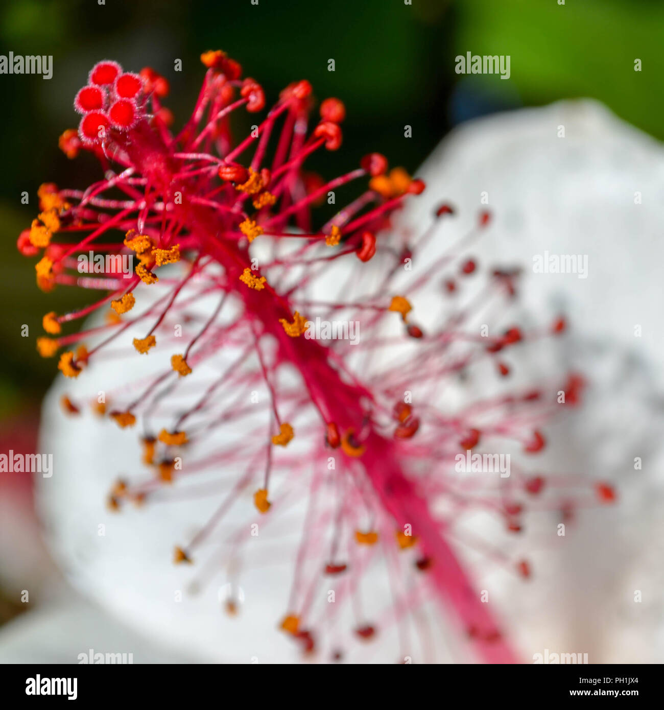 Flor hawaiana nativa fotografías e imágenes de alta resolución - Alamy Flor hawaiana nativa fotografías e imágenes de alta resolución - Alamy