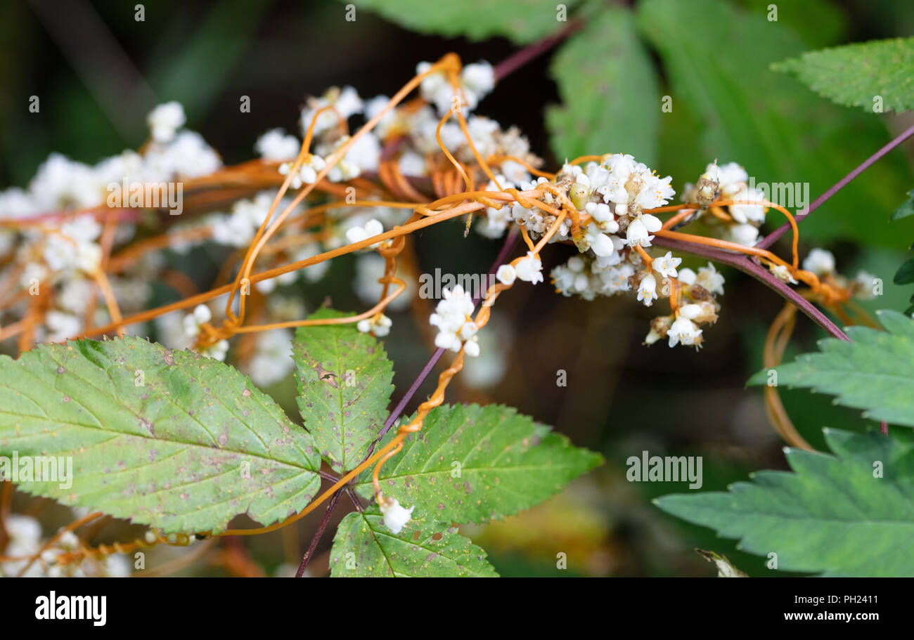 Las flores blancas y naranja de tallos de cuscuta (Dodder Picuda rostrata) escalada en una planta Foto de stock