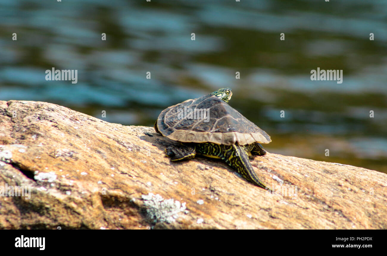 Mapa del norte macho tortuga, Graptemys geographica, envuelto en un día de verano en Ontario, Canadá Foto de stock