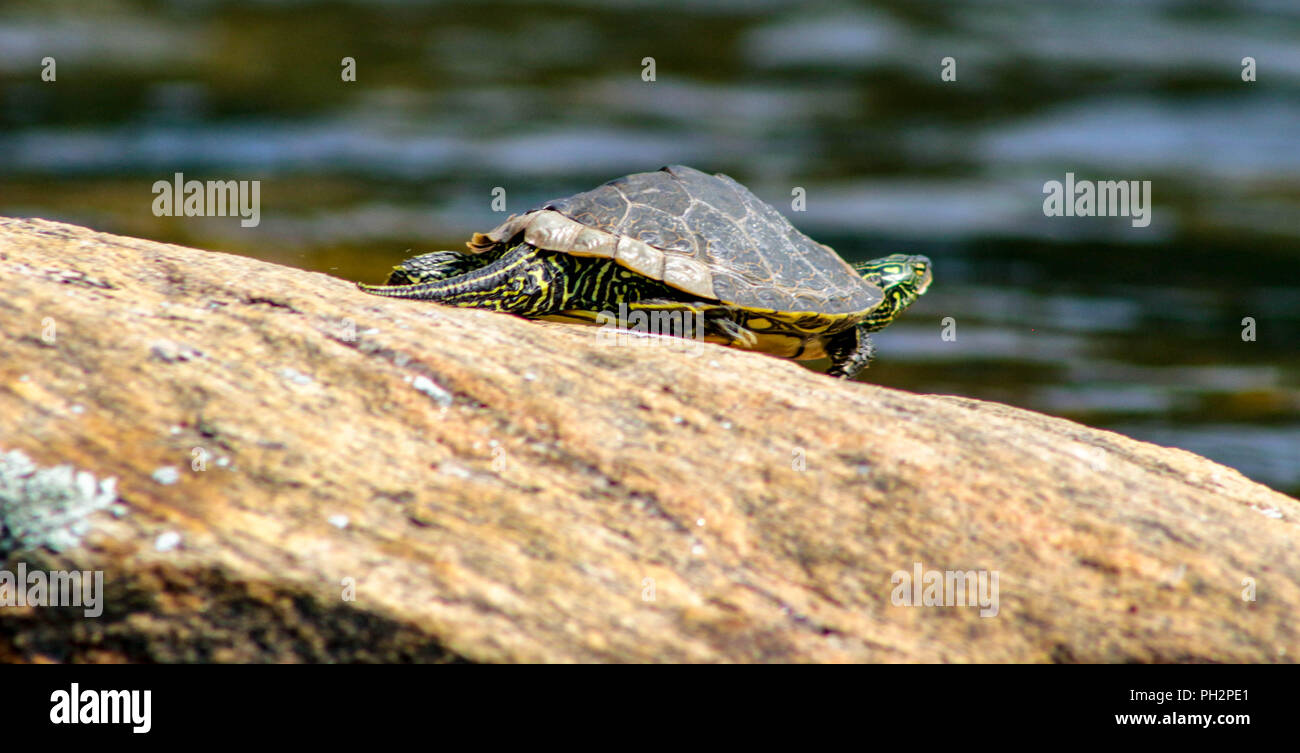 Mapa del norte macho tortuga, Graptemys geographica, envuelto en un día de verano en Ontario, Canadá Foto de stock