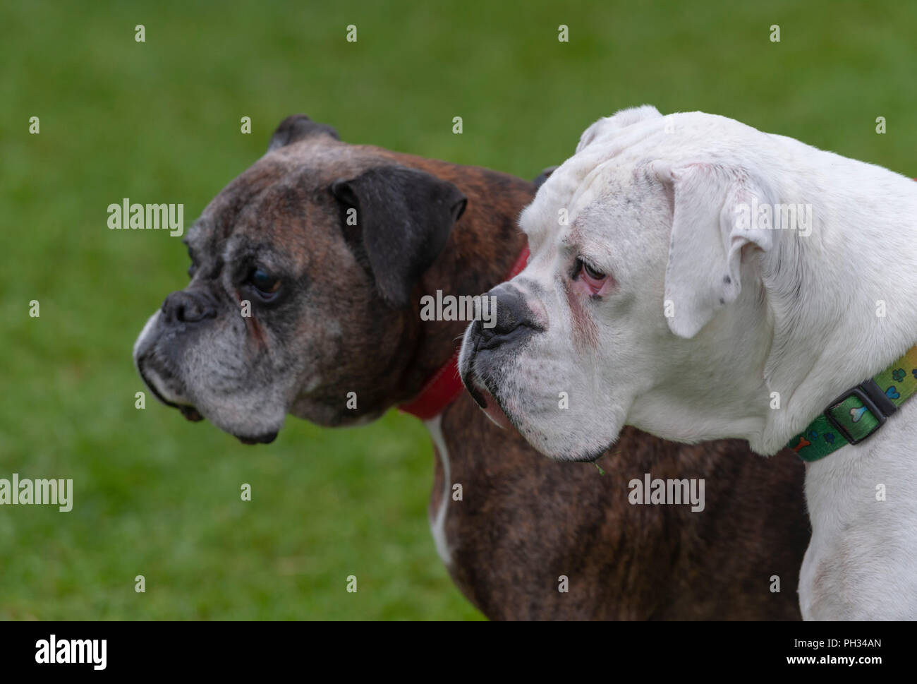 Perros Boxer Atigrados Fotos E Imagenes De Stock Alamy