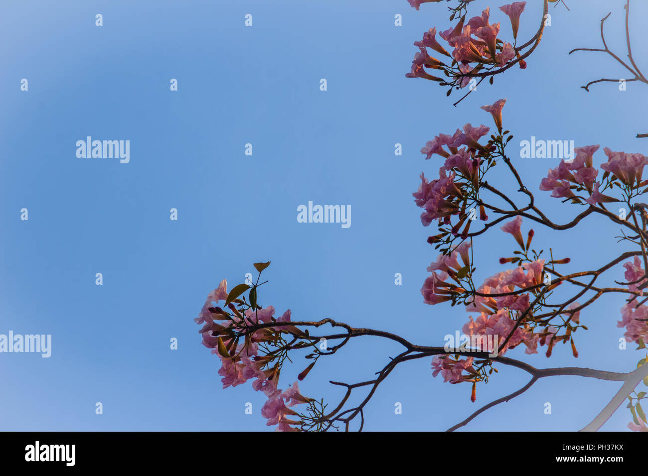 Cerrar rosa trompeta (Tabebuia rosea) flores en los árboles con ramas y  hojas. Tabebuia rosea es una flor rosa rosa nombre común árbol trompeta t  Fotografía de stock - Alamy