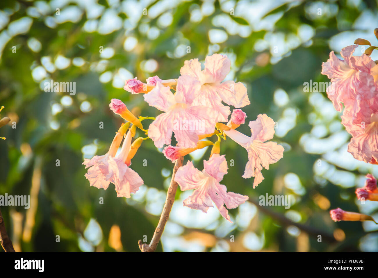 Cerrar rosa trompeta (Tabebuia rosea) flores en los árboles con ramas y  hojas. Tabebuia rosea es una flor rosa rosa nombre común árbol trompeta t  Fotografía de stock - Alamy