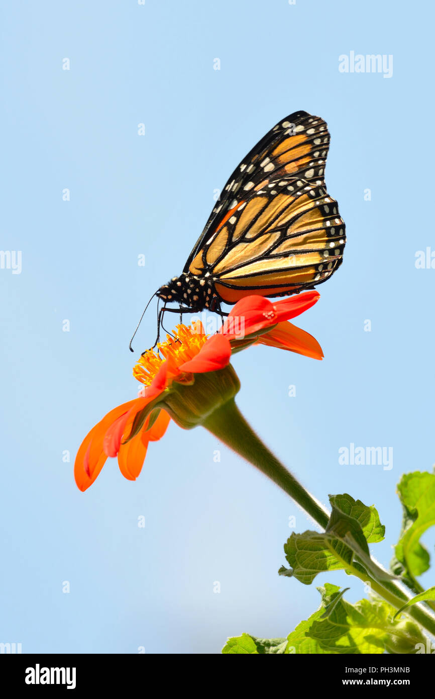 Mariposa Monarca en girasol mexicano Foto de stock