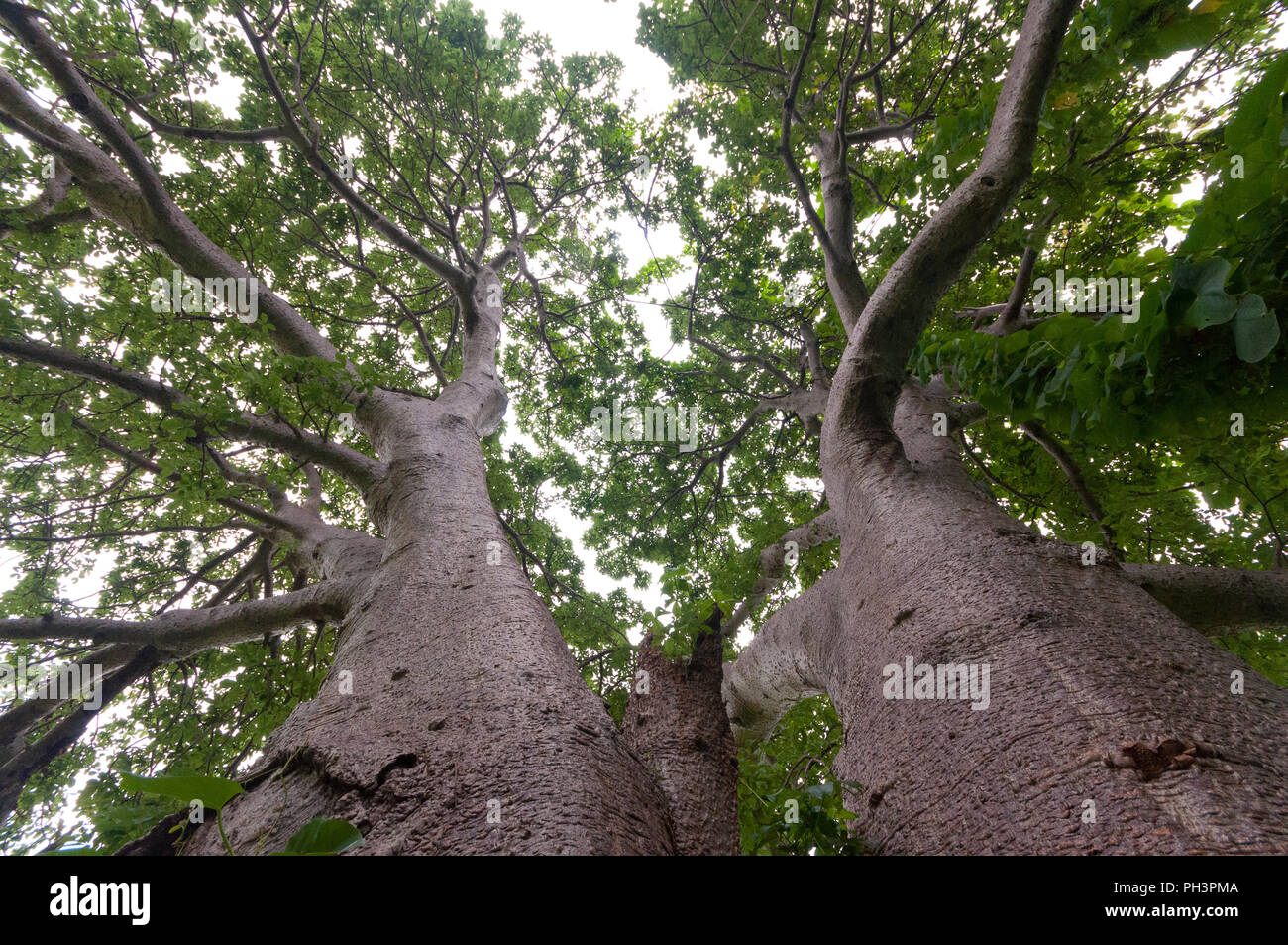 El tronco, las ramas superiores y el follaje de un gigantesco árbol Boabab shot con una lente gran angular de directamente bajo el árbol. Situado cerca de Vasai Fort, Mumbai. Foto de stock