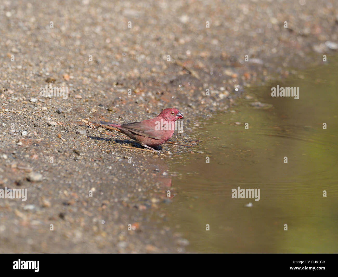 Rojo-facturados, Lagonosticta senegala firefinch, varón soltero por agua, Uganda, agosto de 2018 Foto de stock