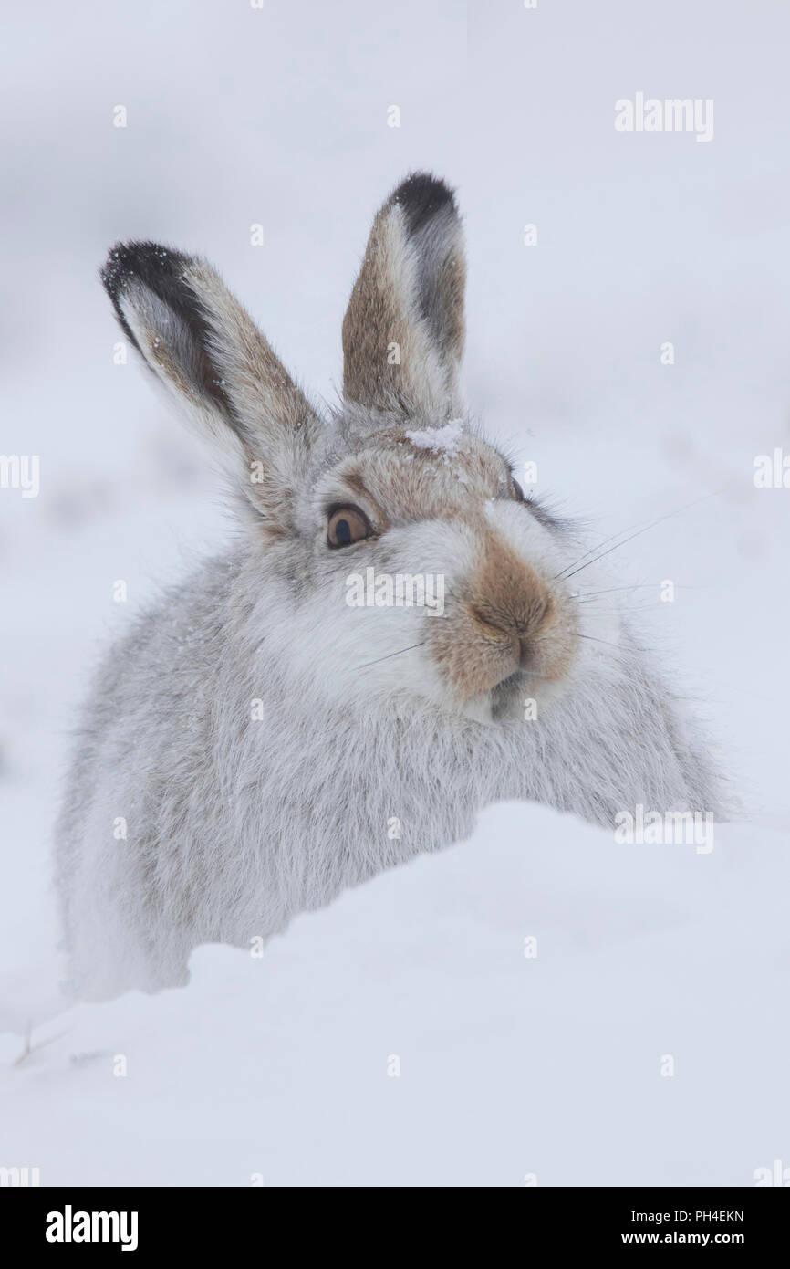 La liebre de montaña (Lepus timidus). Adulto en abrigo blanco (pelaje) en la nieve. El Parque Nacional de Cairngorms, Escocia Foto de stock