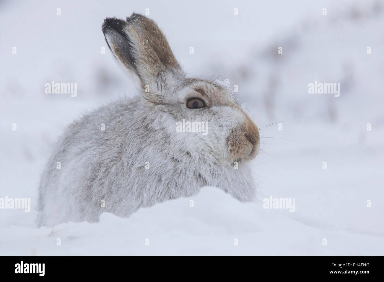 La liebre de montaña (Lepus timidus). Adulto en abrigo blanco (pelaje) en la nieve. El Parque Nacional de Cairngorms, Escocia Foto de stock