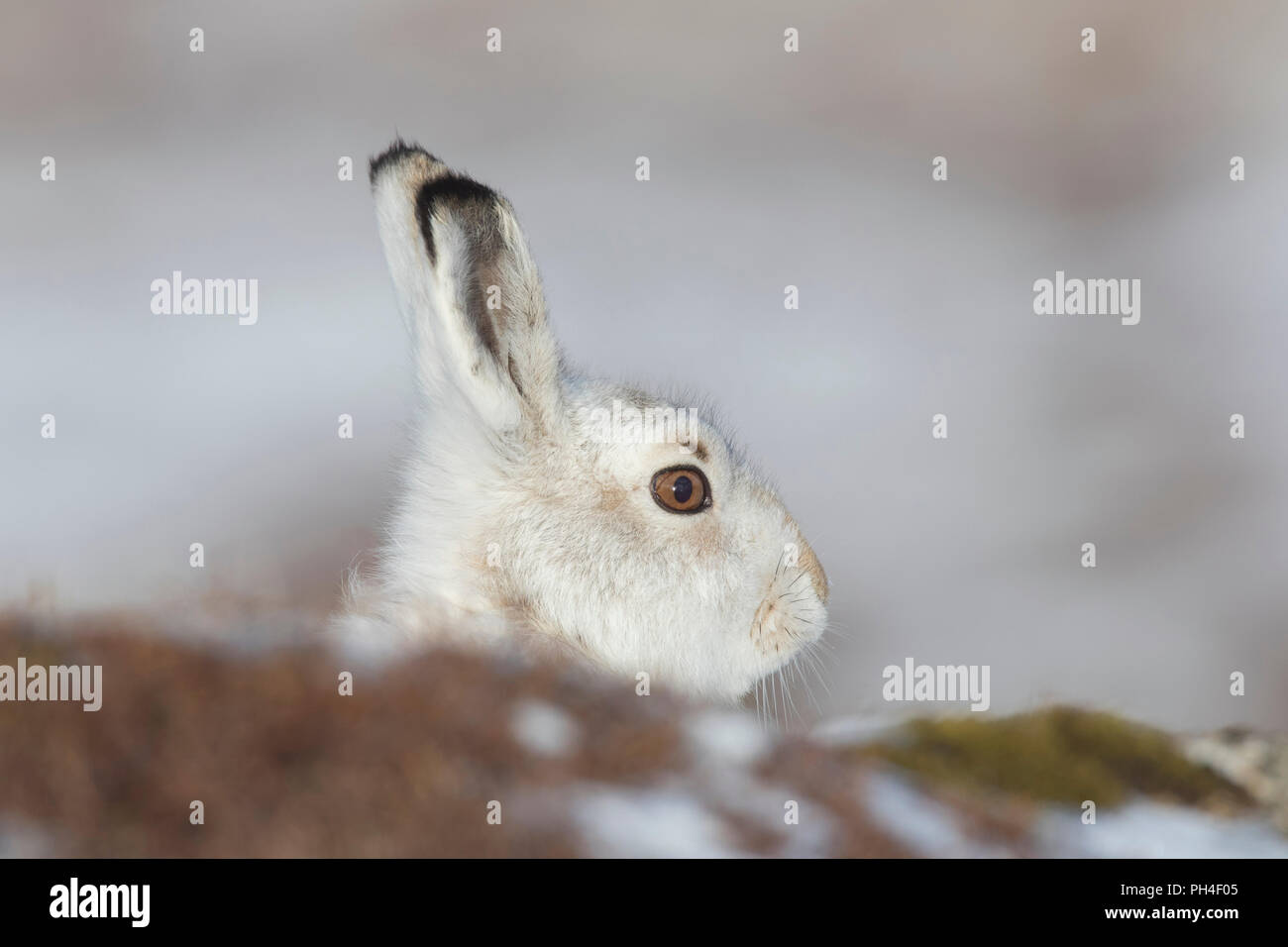 La liebre de montaña (Lepus timidus). Retrato de adulto en abrigo blanco (pelaje). El Parque Nacional de Cairngorms, Escocia Foto de stock
