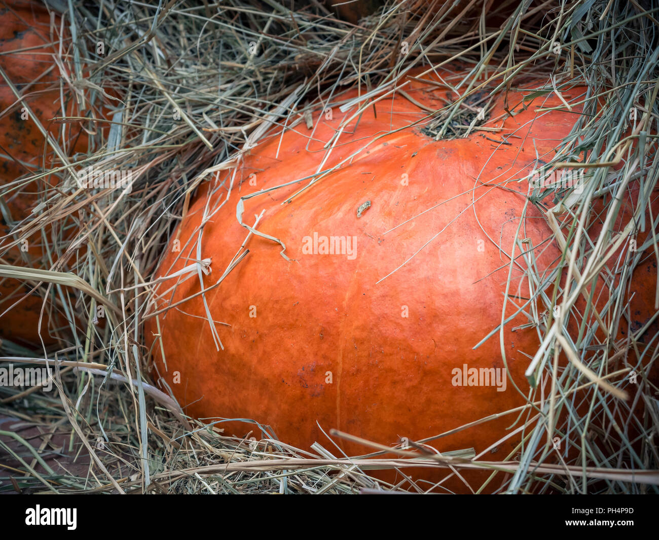 Pumpkin cerca. Naranja Calabaza vista desde arriba. Fragmento de calabaza de cerca. Antecedentes de squash. Gran Naranja Calabaza radican en la paja. Foto de stock