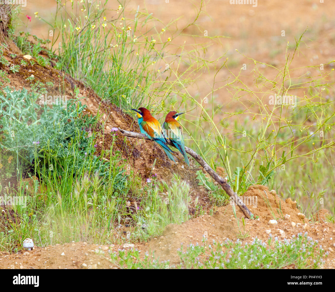 Par de abeja europea Merops apiaster comen en el campo español cerca de Castrojeriz en Castilla y León España Foto de stock