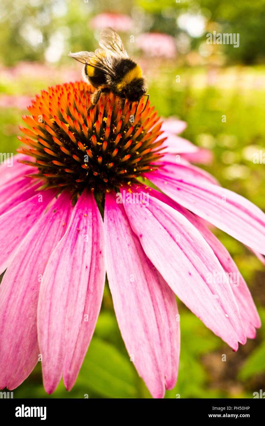 Bumblebee sondeando el néctar de una flor de equinácea Foto de stock