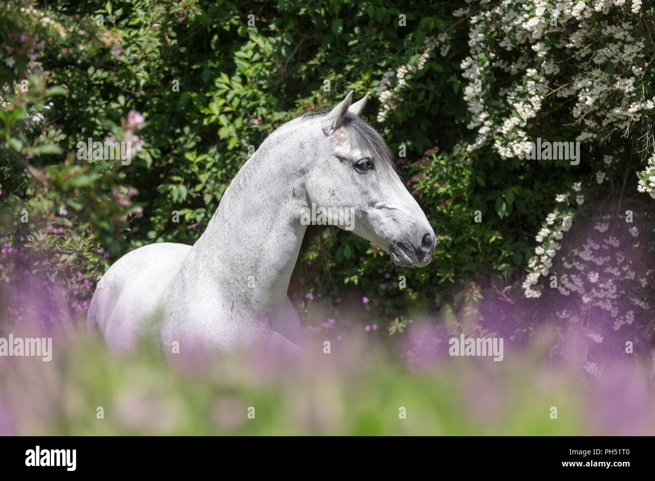 Puro Caballo Español, PRE Caballo Andaluz. Semental gris de pie en un prado con flores espino en segundo plano. Austria Foto de stock