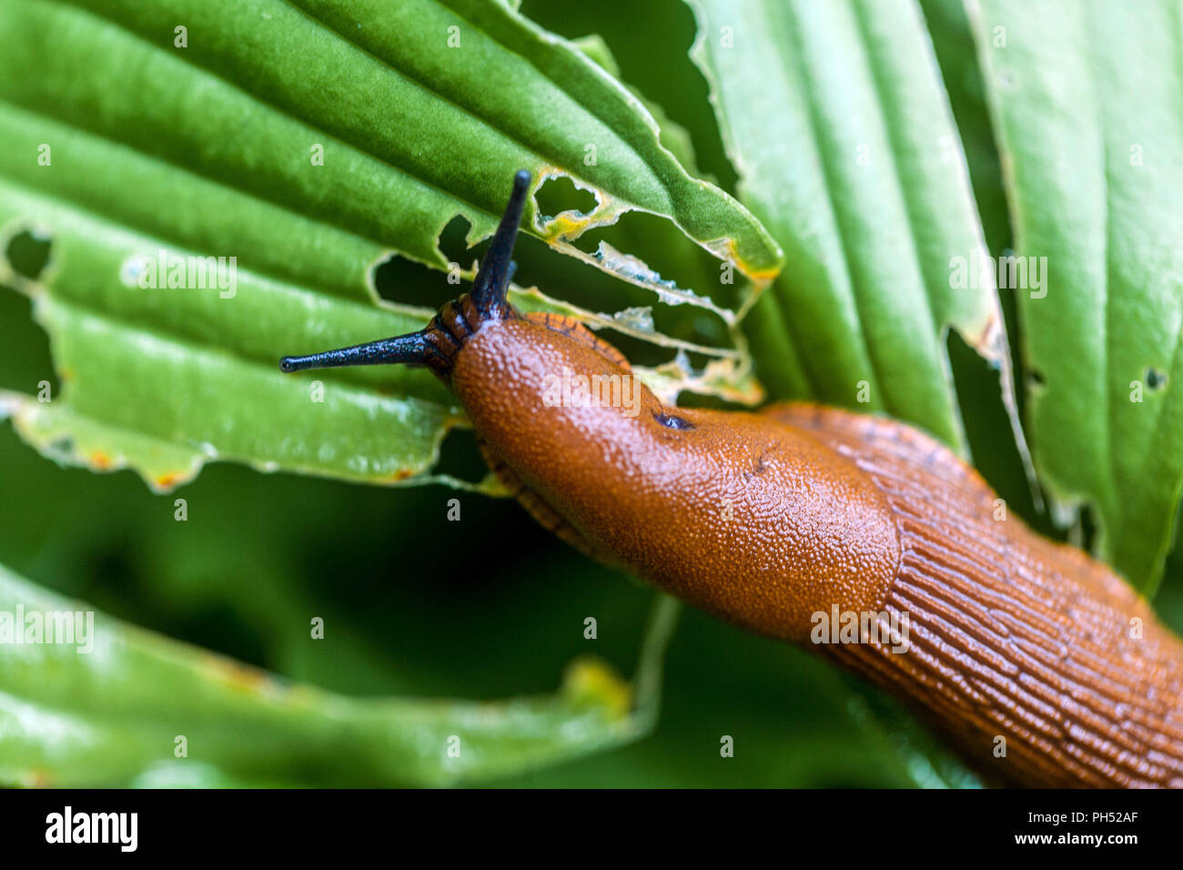 Red Slug comer hosta hoja jardín plaga Foto de stock