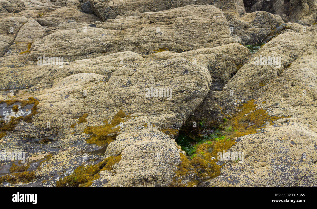 Cirripedia percebe y Patella vulgata lapas común que cubre las rocas en marea baja. Foto de stock