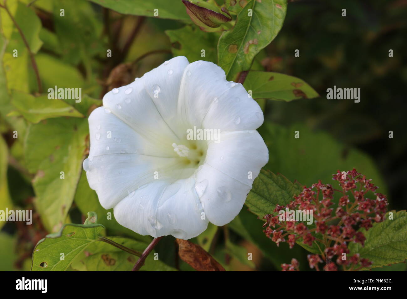 Otoño seto perfecta flor blanca con gotas de lluvia Foto de stock
