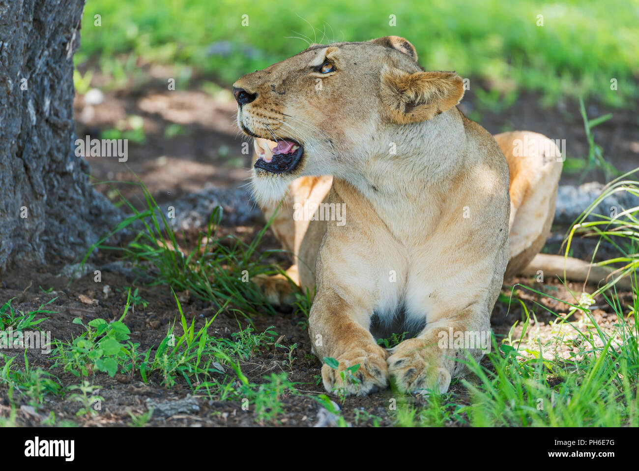 León, Pantera Leo, Tanzania, África Oriental Foto de stock