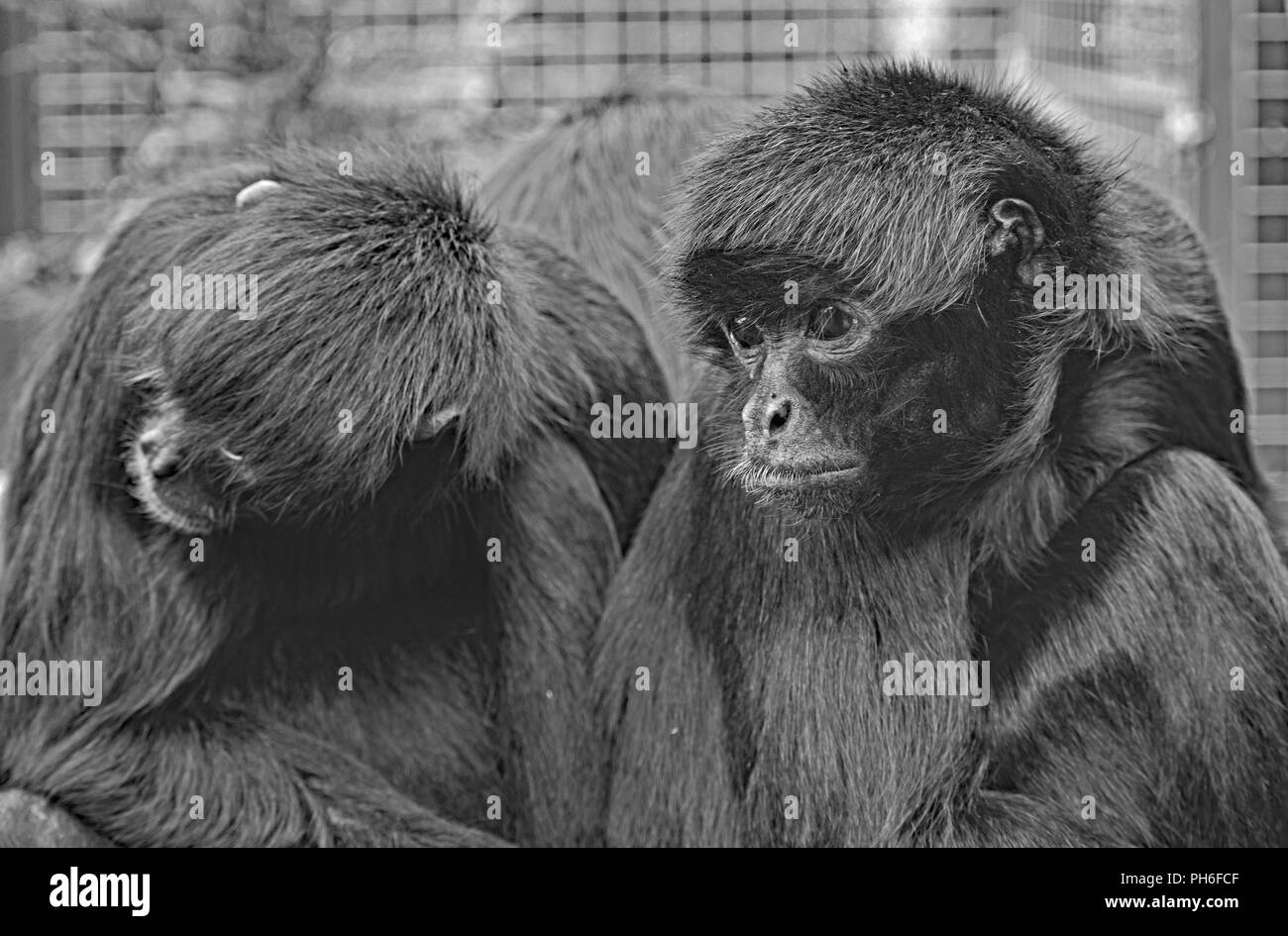 Mono araña - Sentado, disparo a la cabeza (Blanco y negro) Foto de stock