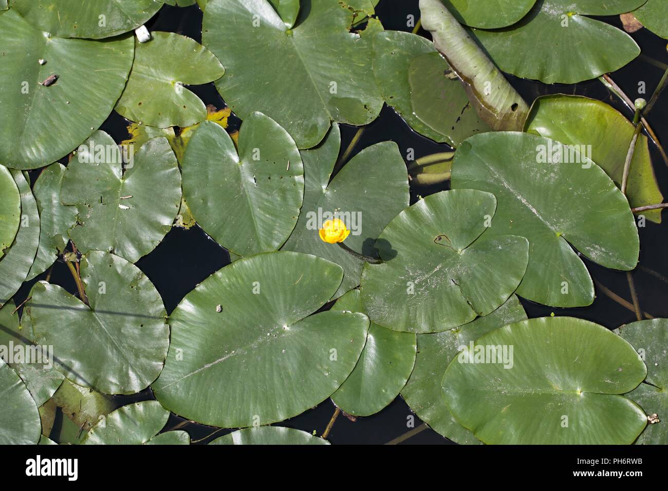 Amarillo lirios de agua (Nuphar lutea) en un río Fotografía de stock - Alamy