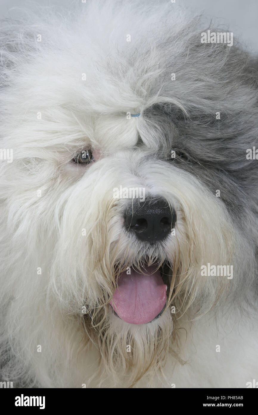 Perro pastor inglés viejo fotografías e imágenes de alta