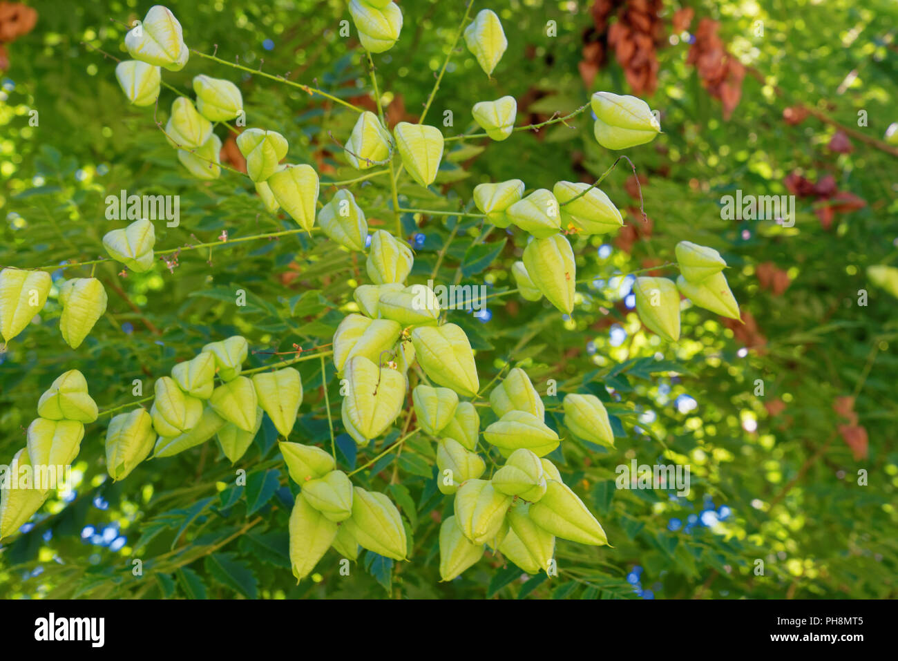 Koelreuteria paniculata Foto de stock