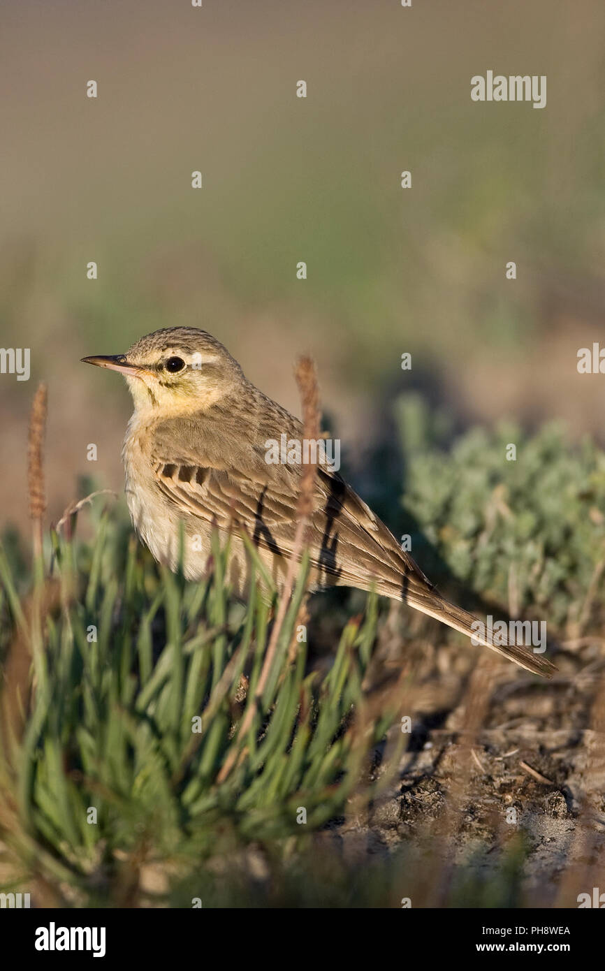 Tawny Pipit (Anthus campestris) Foto de stock