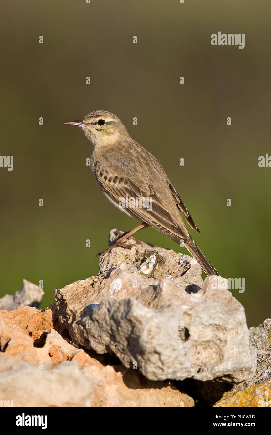 Tawny Pipit (Anthus campestris) Foto de stock