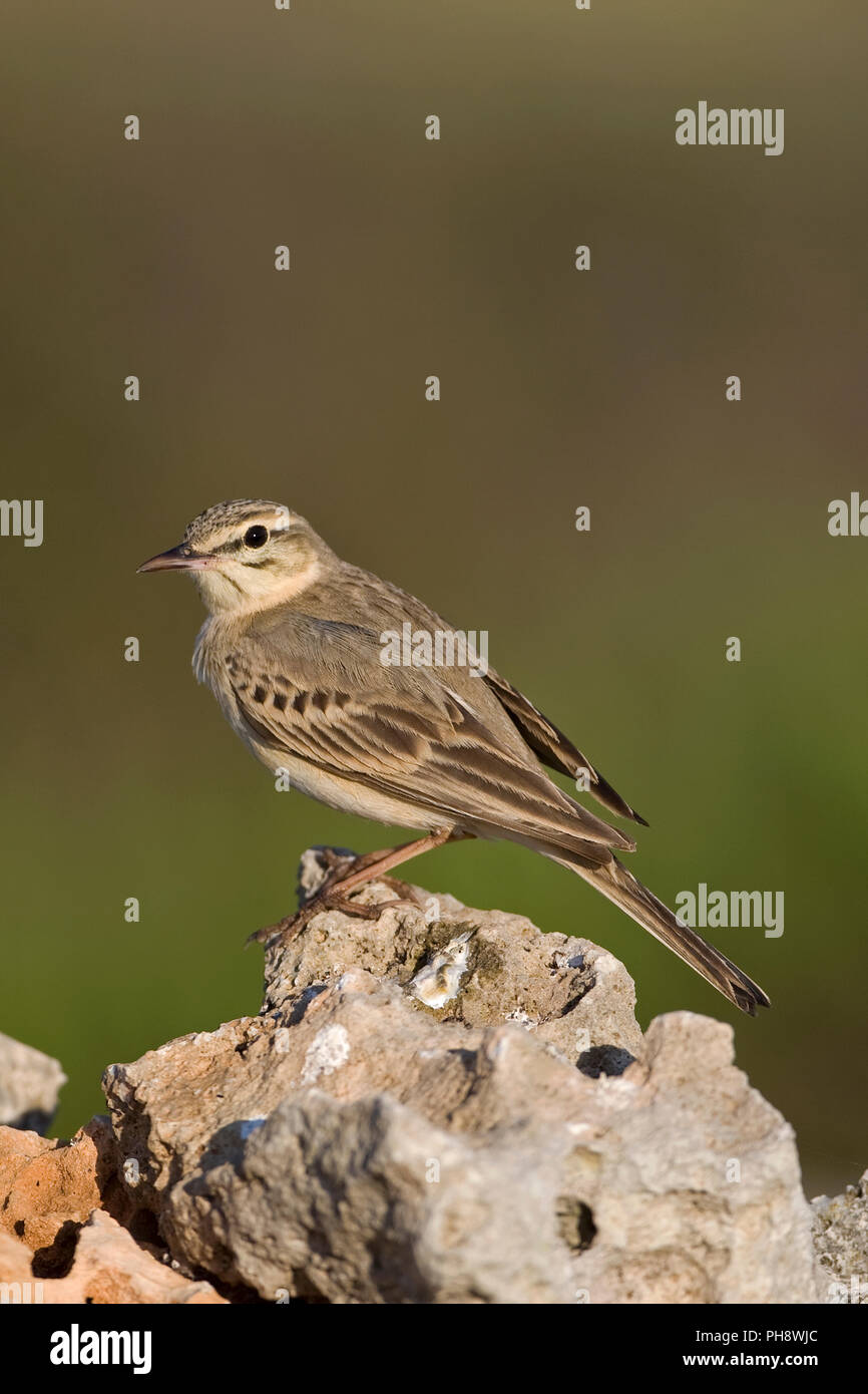 Tawny Pipit (Anthus campestris) Foto de stock