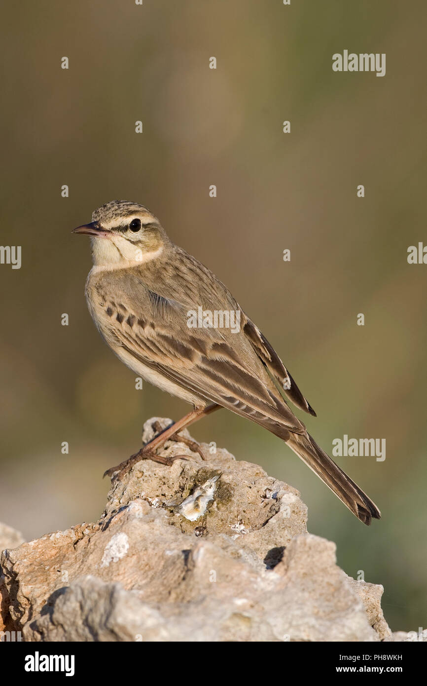 Tawny Pipit (Anthus campestris) Foto de stock