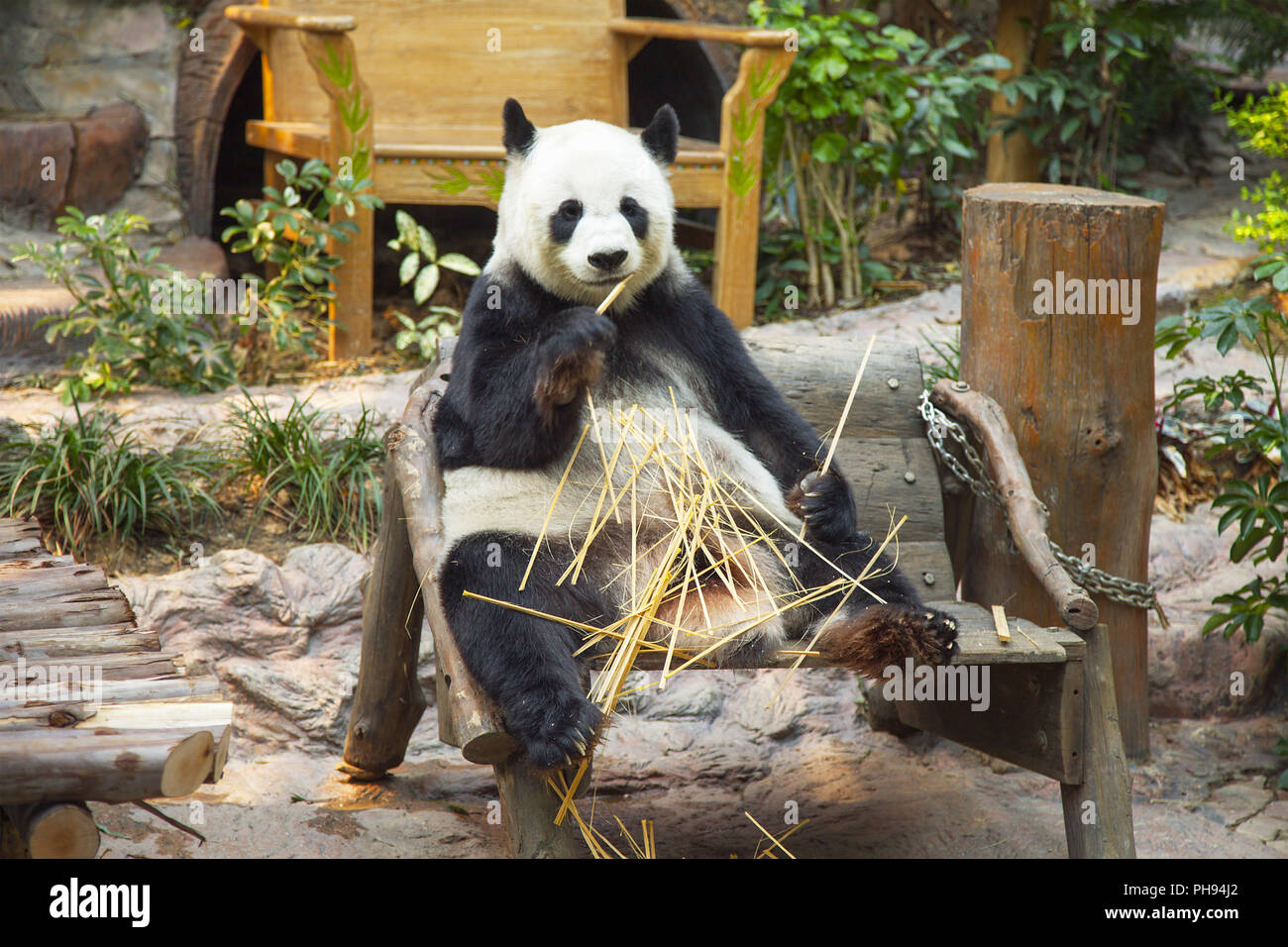 Oso Panda Comiendo bambú gigante en el Zoo de Chiang Mai. Foto de stock
