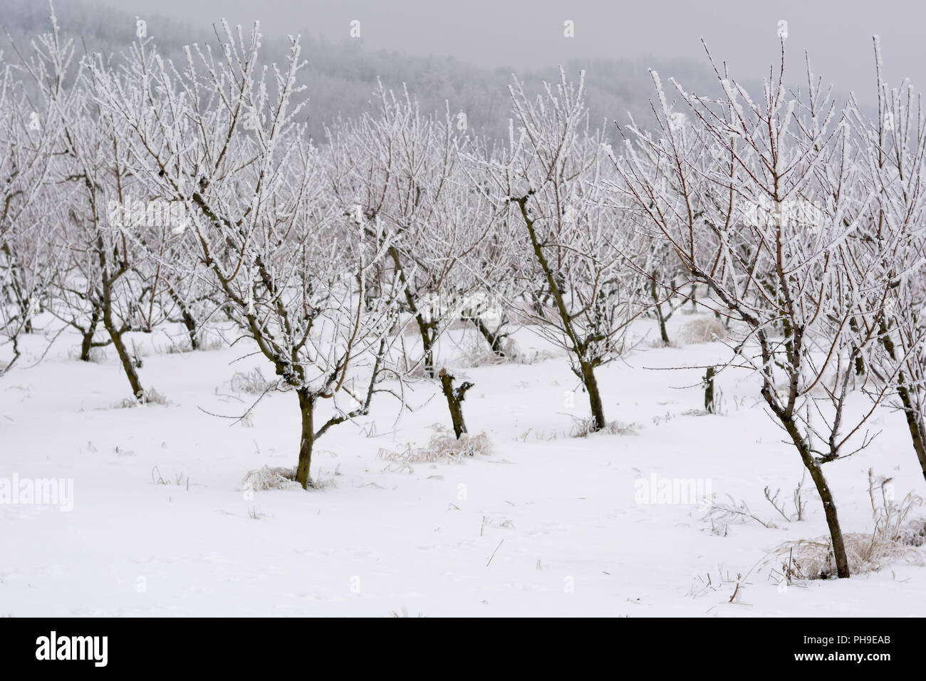 Peach orchard cubierto con nieve en invierno,someras dof Foto de stock