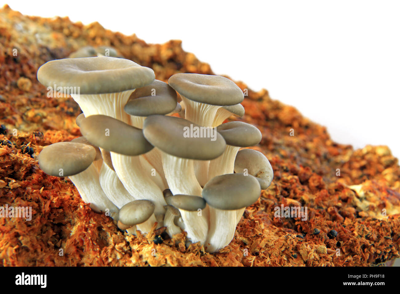 Seta ostra (Pleurotus ostreatus) Foto de stock