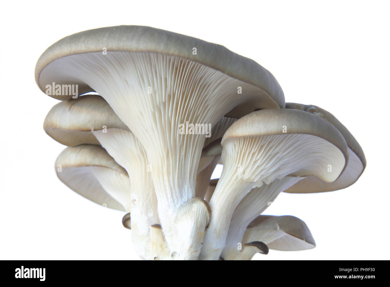 Seta ostra (Pleurotus ostreatus) Foto de stock