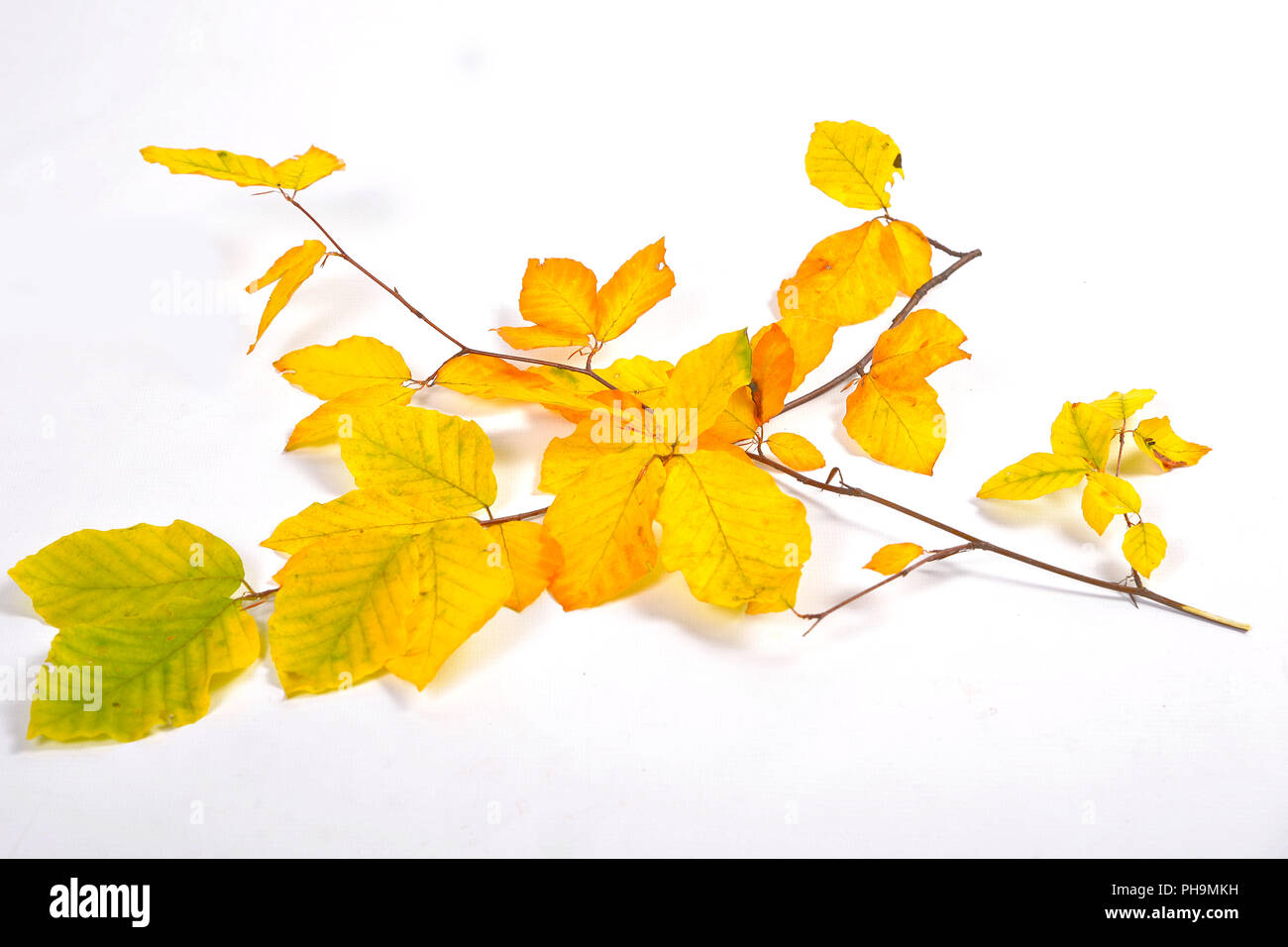 Rama coloridas hojas de otoño Foto de stock