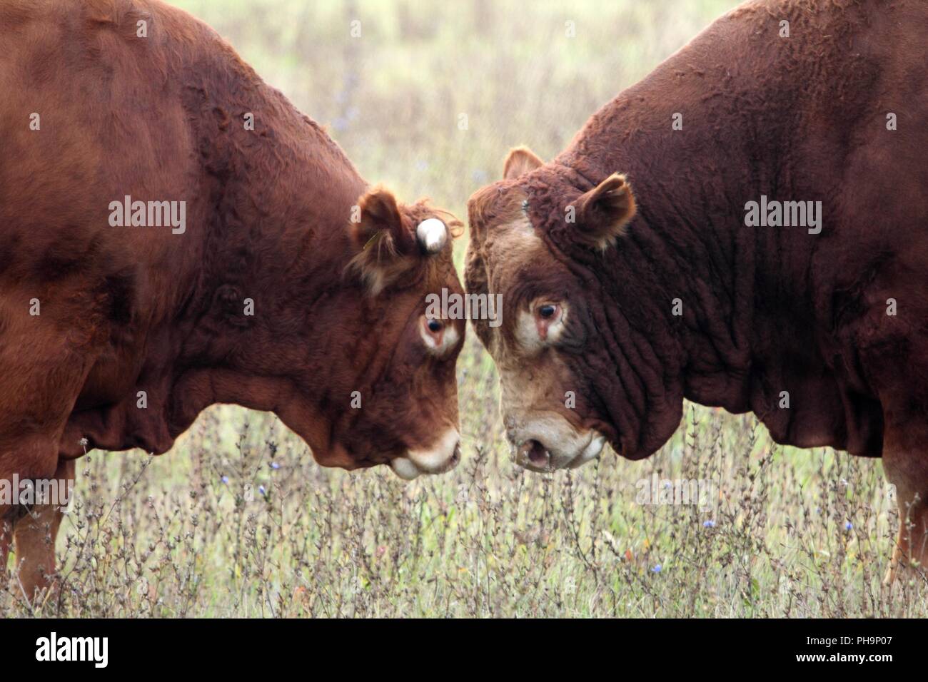Los jefes de dos toros de pastizales. Foto de stock