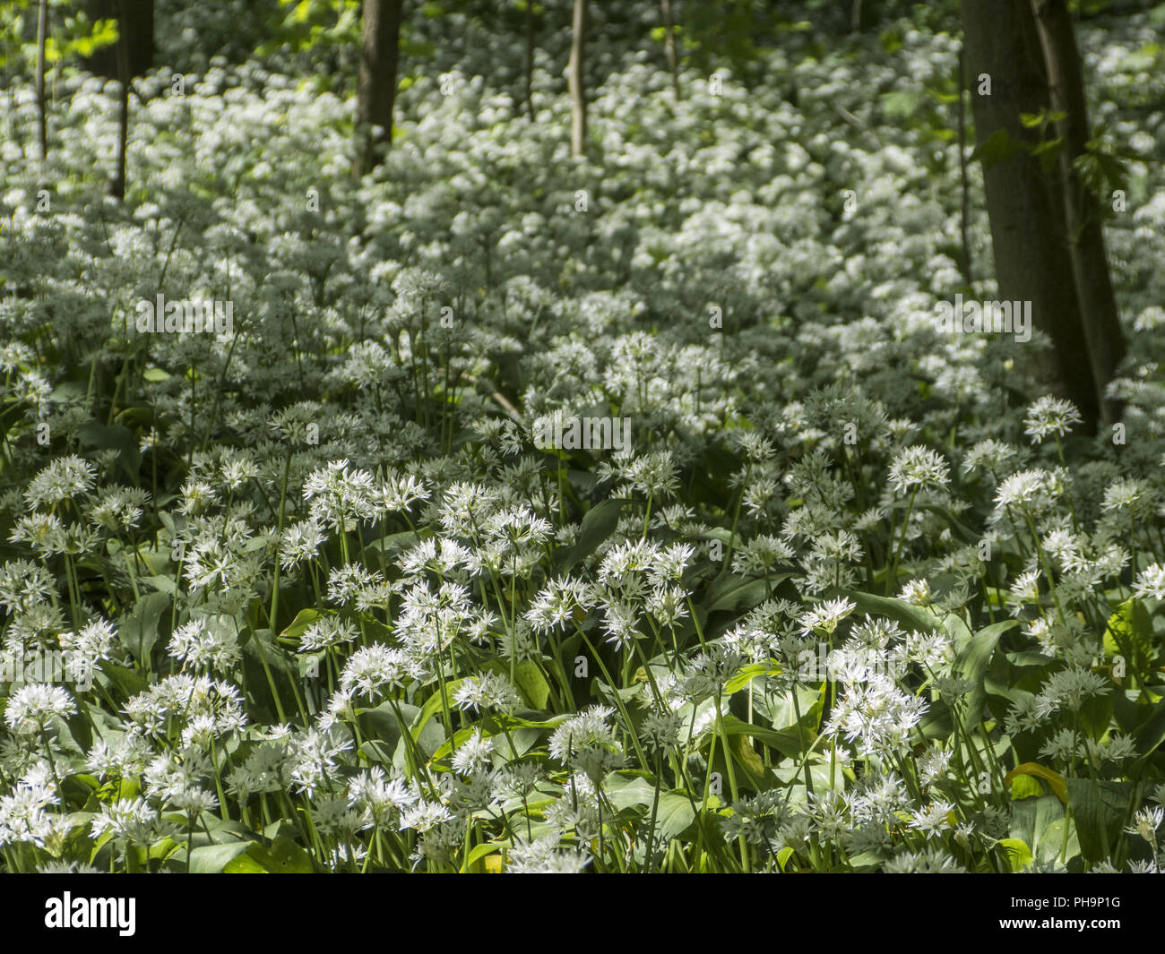 Floración los ajos silvestres en los bosques de tierras bajas Foto de stock