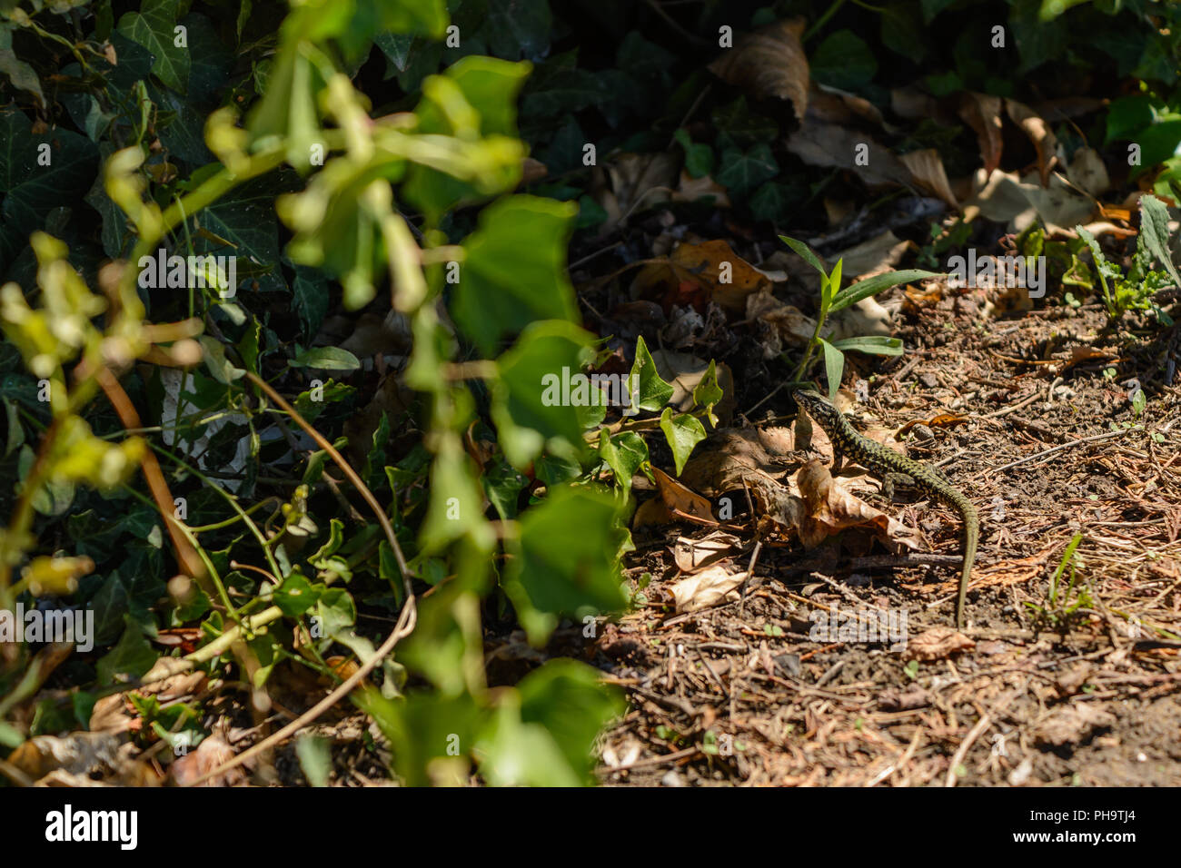 Verde lagarto ágil en un jardín. Foto de stock