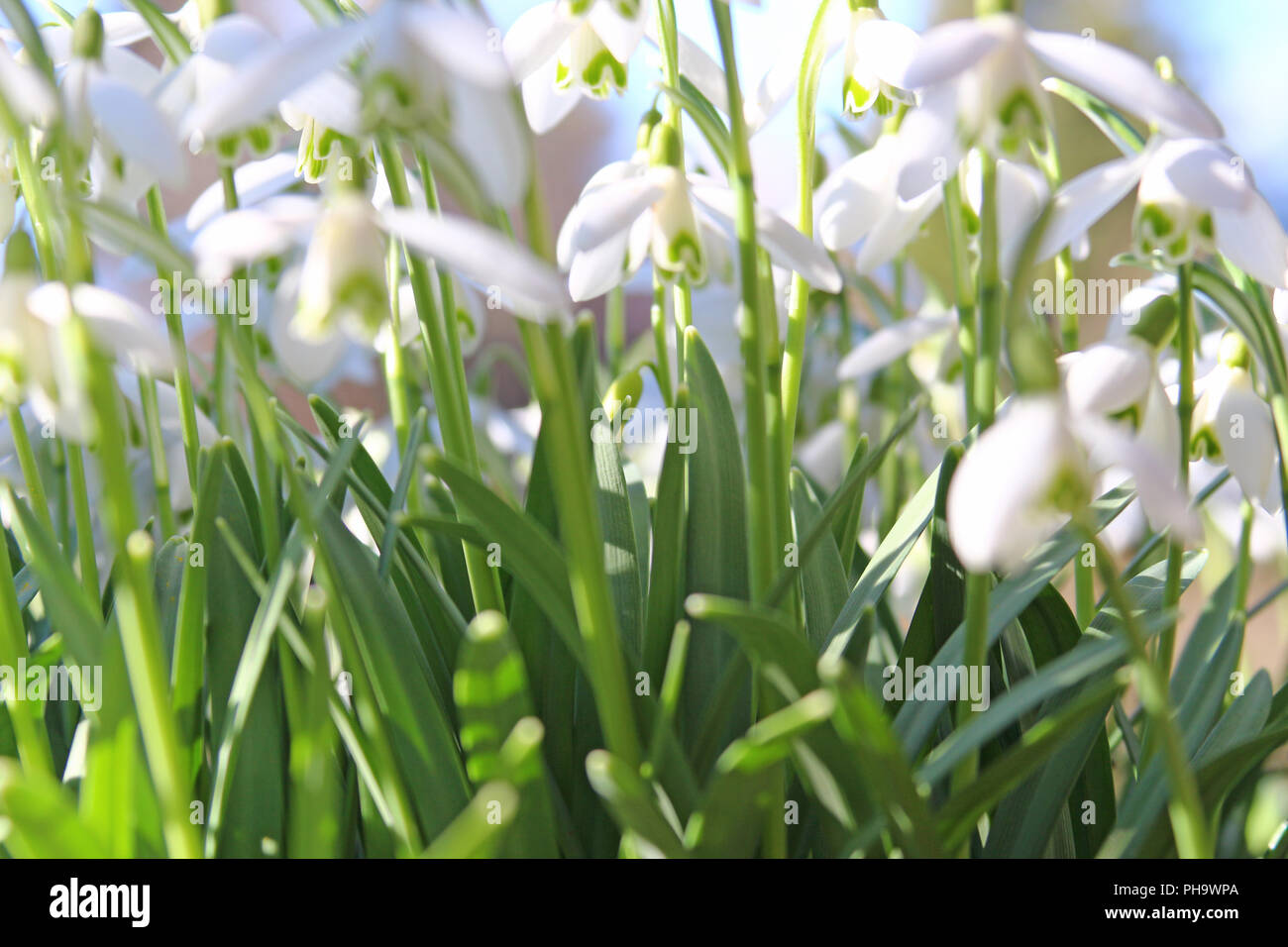 Campanillos de invierno (Galanthus nivalis) Foto de stock