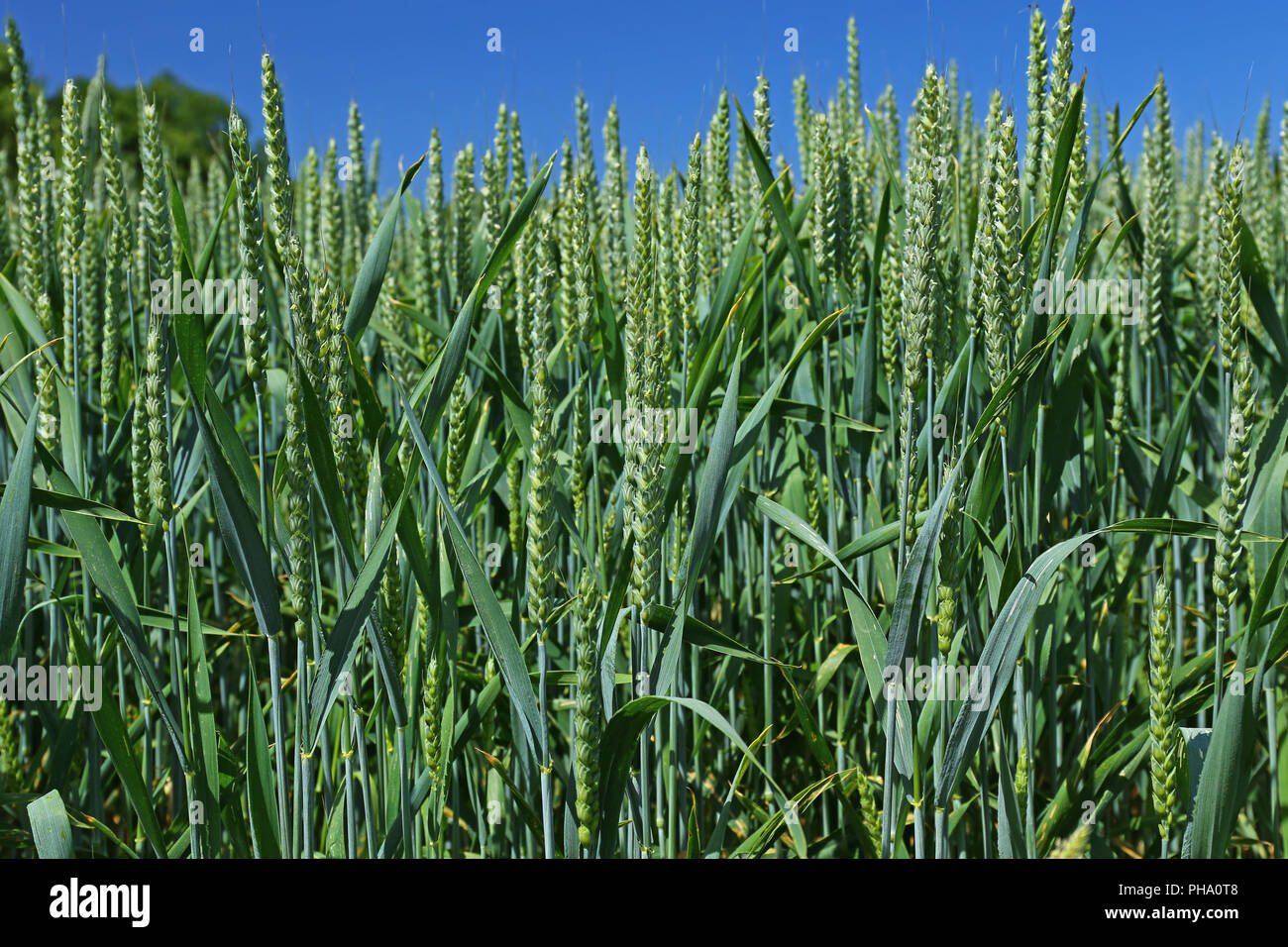 Trigo (Triticum aestivum) Foto de stock