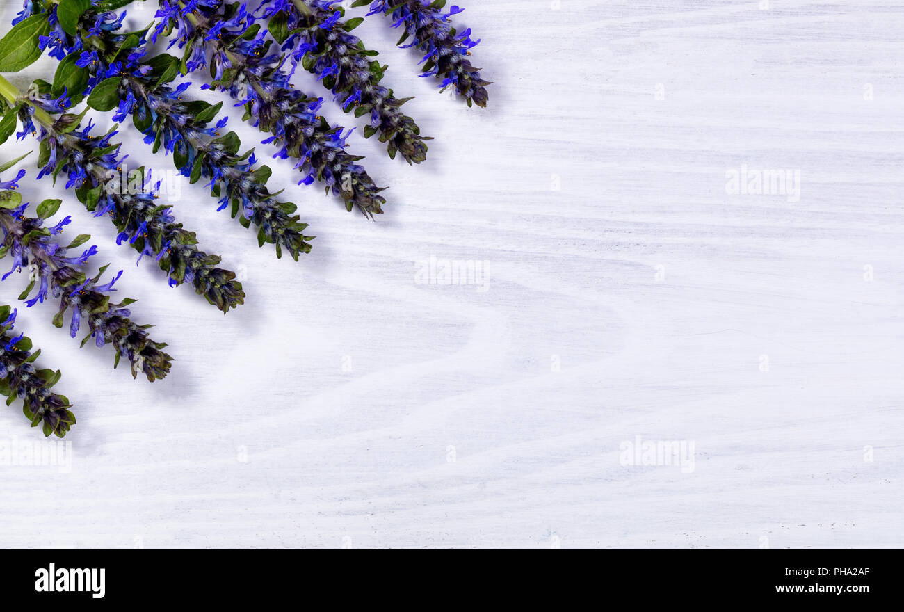 Flores silvestres de temporada azul de fondo de madera blanca Foto de stock