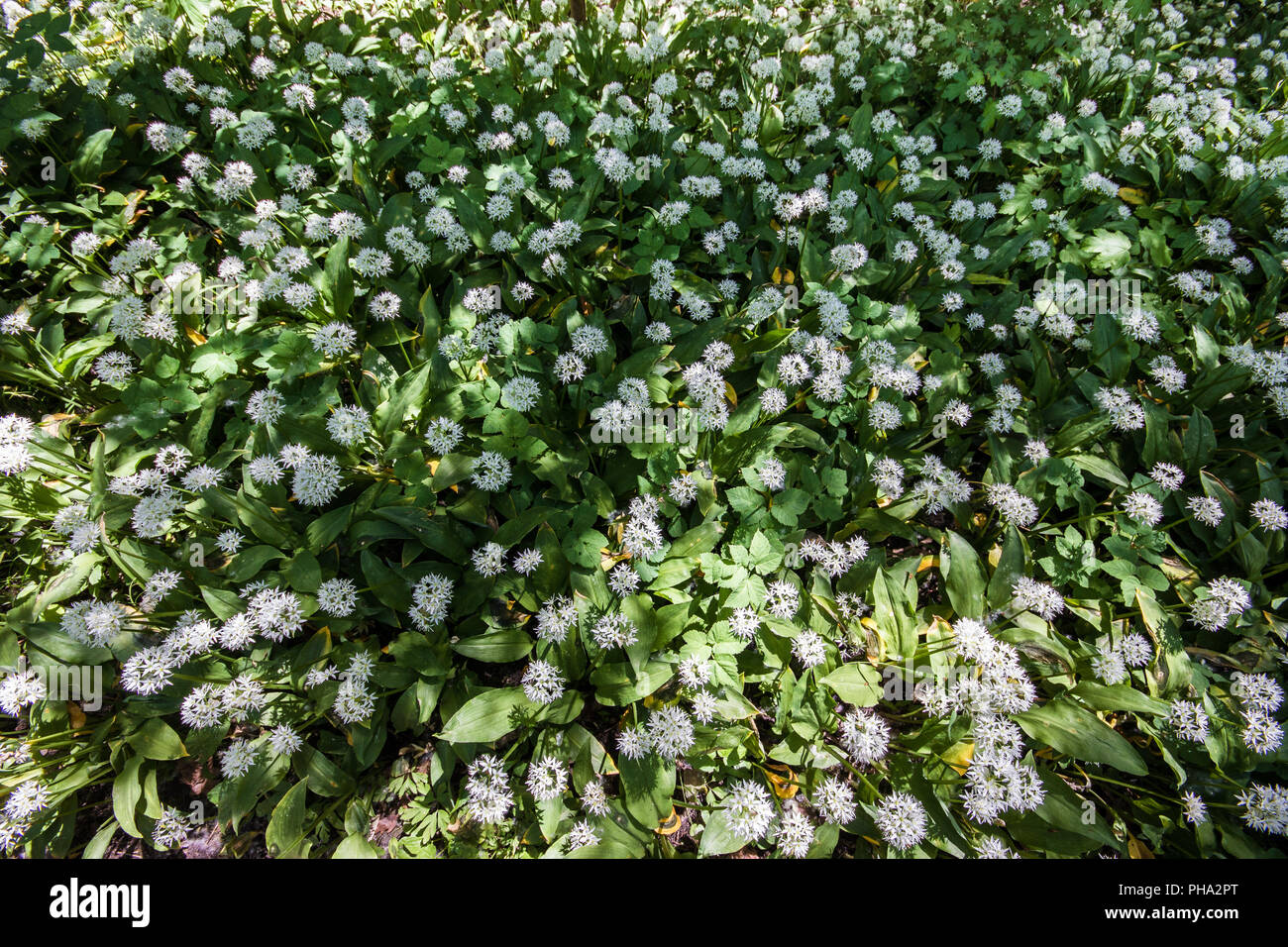 Floración en reserva natural Kuehkopf-Knoblochsaue ramson, Alemania Foto de stock
