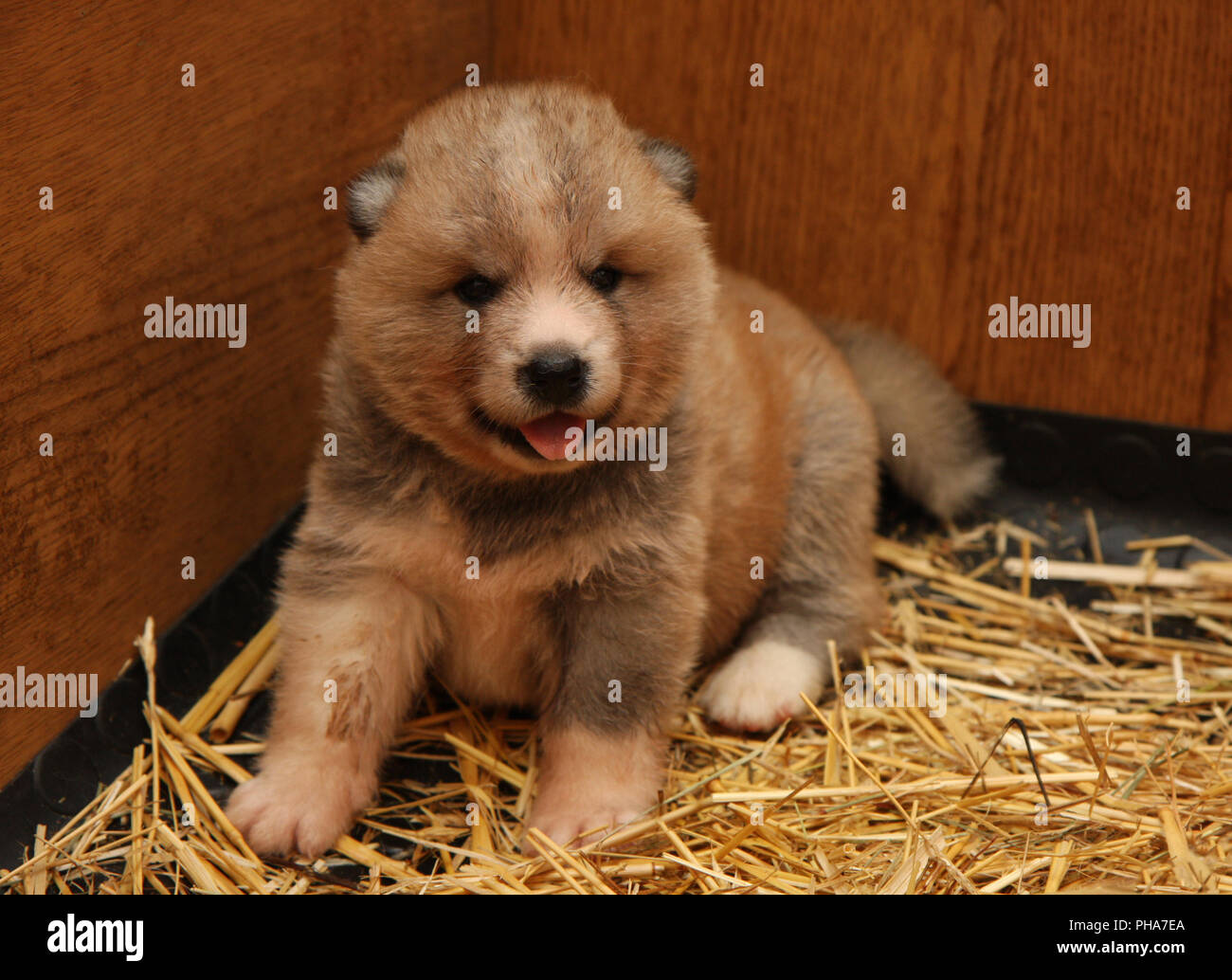 Akita Inu Cachorro Recien Nacido Fotografia De Stock Alamy Akita Inu Cachorro Recien Nacido Fotografia De Stock Alamy