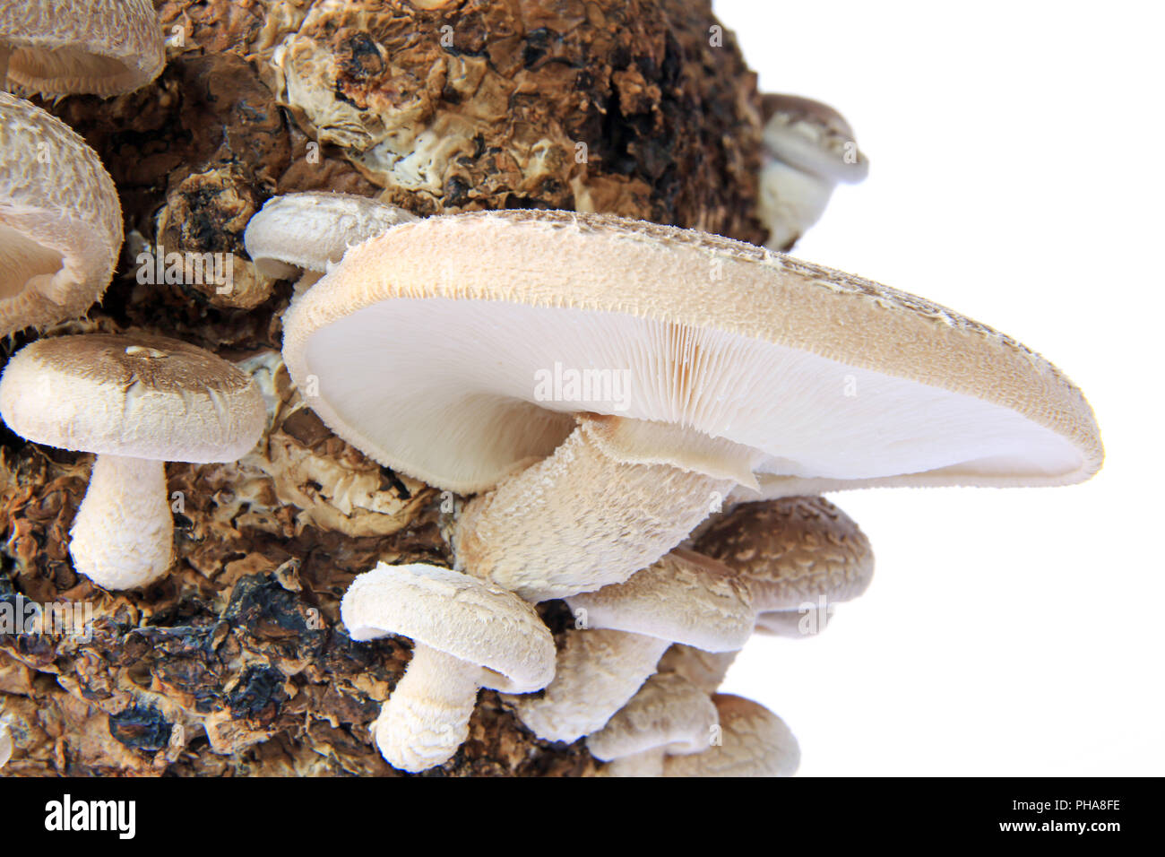 Shiitake (Leinula edodes) Foto de stock