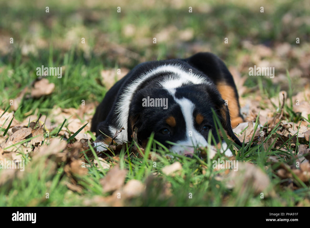 Gran Boyero Suizo cachorros Foto de stock