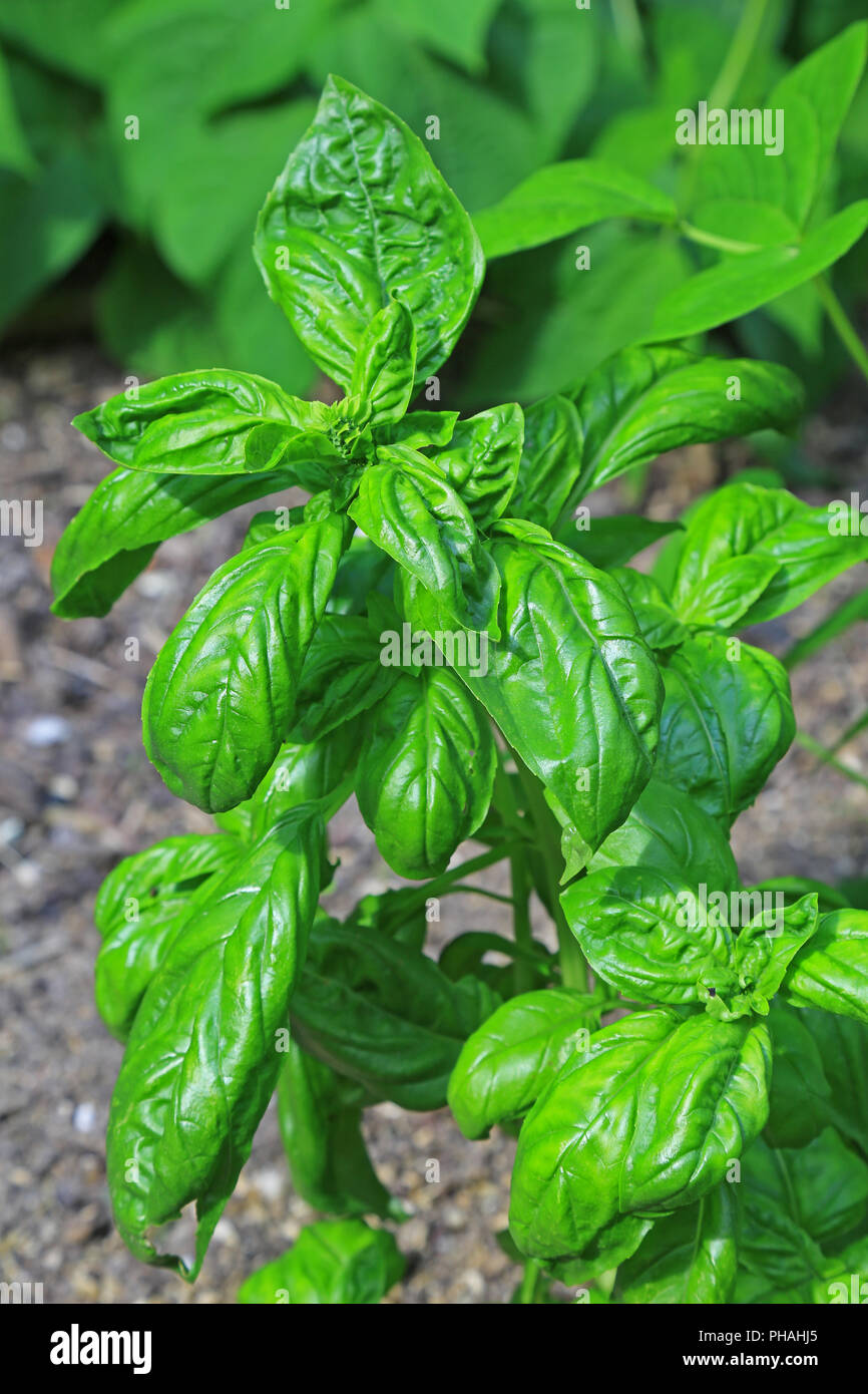 Albahaca (Ocimum basilicum) Foto de stock