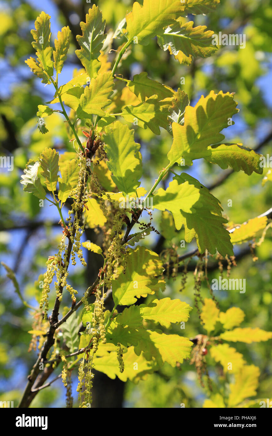 Hojas y flor de roble europeo, Quercus robur Fotografía de stock - Alamy